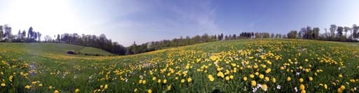 Grendel, Feld mit Löwenzahn