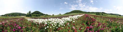 Gruibingen, Autobahn, Blumenfeld